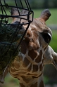 Kids_DZooWThomas (22)